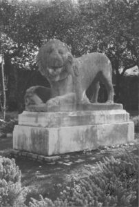 Lucera - Palazzo Mozzagrugno 1980 - Leone in pietra di età imperiale, proveniente dal sepolcro del legionario Aurelio