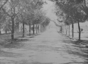Lucera - Viale Castello, 1952 - Foto di Massimiliano Monaco