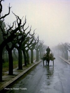 Lucera - Viale castello 1977