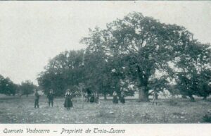 Lucera - Campagne lucerine