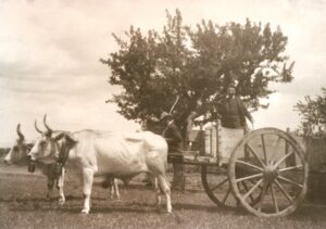 Lucera - Campagne lucerine - Primi 900