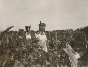 Lucera - Campagne lucerine - Vendemmia primi 900