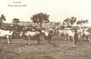 Lucera - Campagne lucerine - Piana dei Puledri 1927