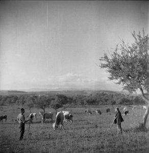 Lucera - Campagne lucerine - Foto di George Frederick Kaye 1943