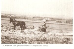 Lucera - Campagne lucerine -"A marenare" un operaio allontana la paglia dalla trebbia anni 50