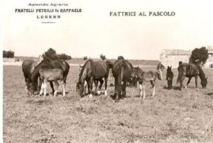 Lucera - Campagne lucerine - Azienda agraria F.lli Petrilli