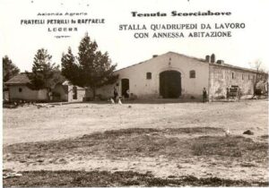 Lucera - Campagne lucerine - Azienda agraria F.lli Petrilli