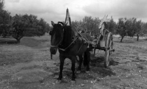 Lucera - Campagne lucerine - 'Trajine' con mulo - Foto di Cristina Cutone