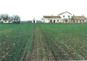 Lucera - Masserie - Vigna Francesco Paolo Curato - Foto di Peppino Tedeschi