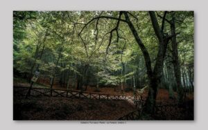 Calabria Francesco Paolo - Foresta Umbra 1