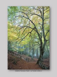 Calabria Francesco Paolo - Foresta Umbra 2