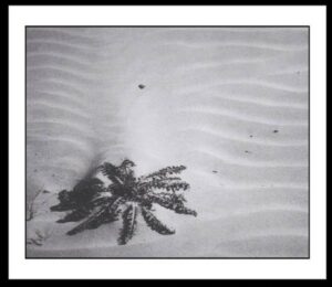 Cavalli Giuseppe - Sulla spiaggia 1961