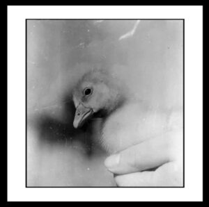 Cavalli Emanuele - Firenze 1960-1969