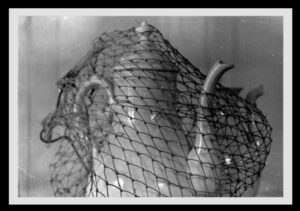Cavalli Emanuele - Firenze 1953