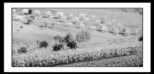 Cavalli Giuseppe - Campagna di Jesi 1960 circa
