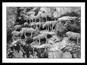 Cavalli Emanuele - Anticoli Corrado 1930-1939
